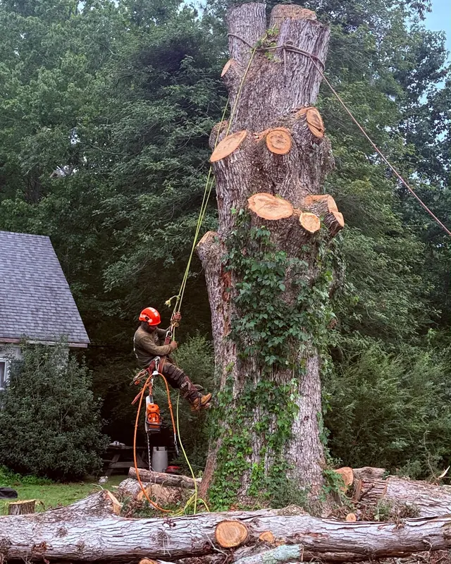 VR Tree Service arborist cutting a tree with a chainsaw