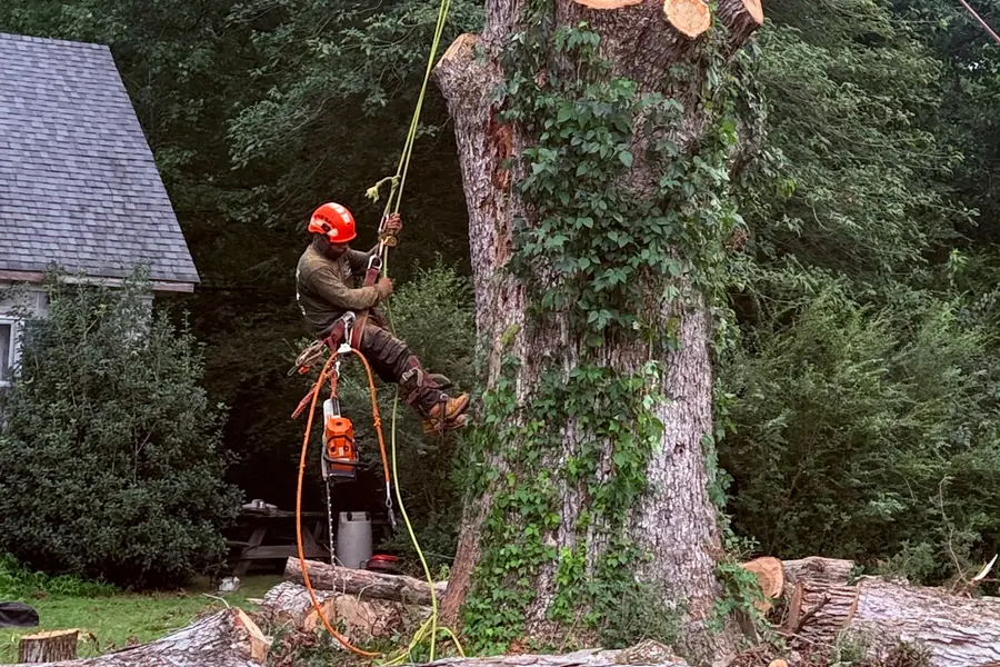 VR Tree Service arborist with chainsaw on a topped trunk