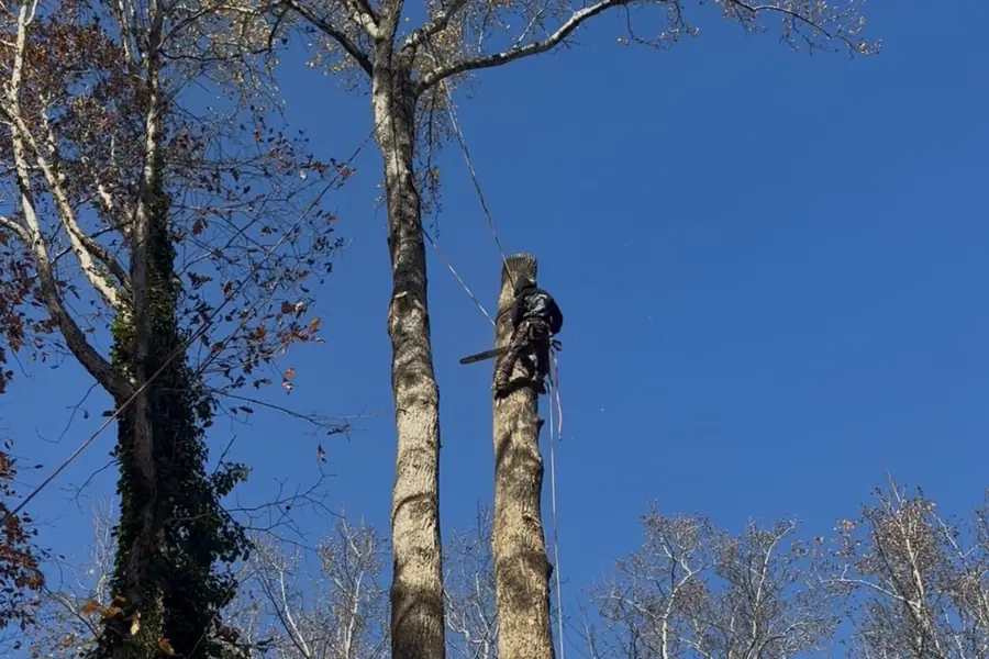 Arborist climbing a tall tree trunk