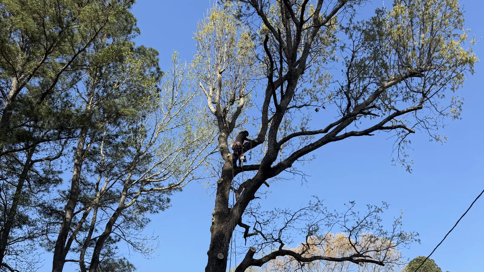 VR Tree Service arborist working high in a tree