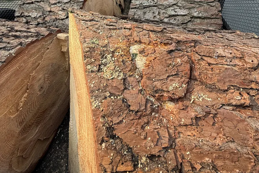 Large cut logs after a tree removal