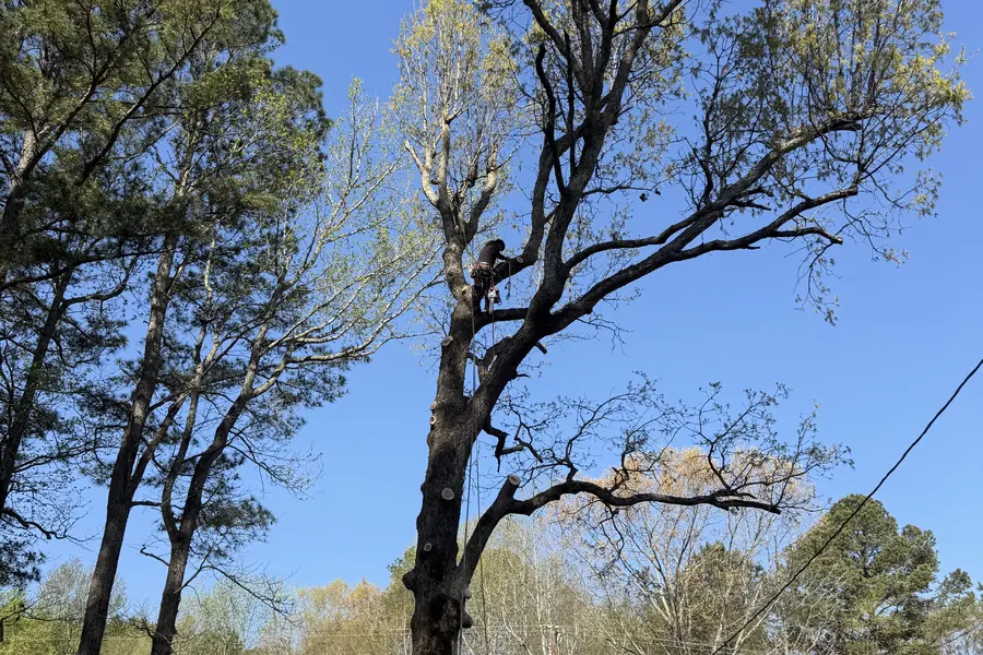 Arborist climbing a tall tree during a tree removal