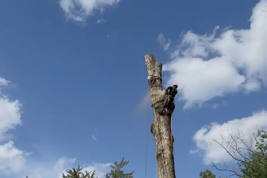 Tall tree trunk being topped by an arborist