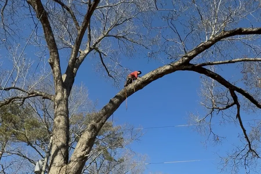 Arborist trimming a tree branch at height